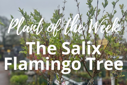 Discovering the Flamingo Tree: Your Guide to Cultivating the Salix Flamingo Tree