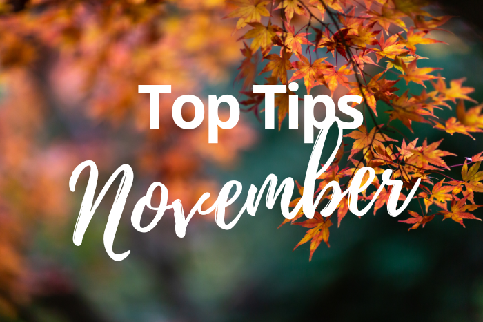 November Gardening Checklist: Nurture Your Garden and Plan for a Beautiful Spring