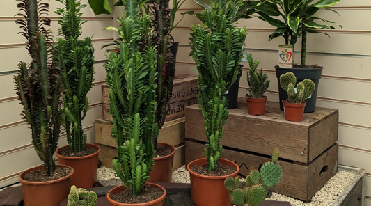 House plants and Kings Garden and Leisure, Exmouth