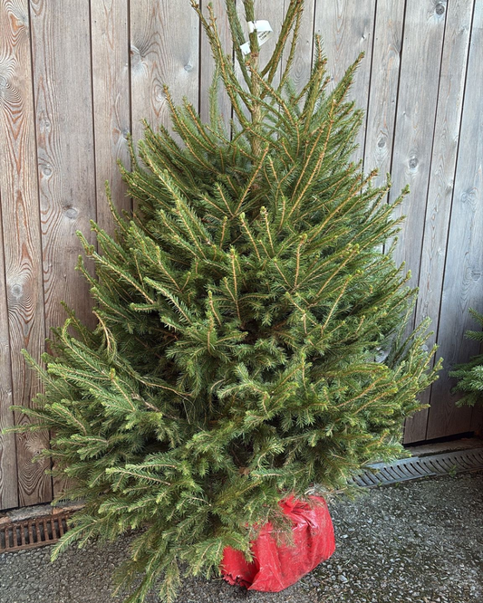 Pot Grown Norway Spruce 1.25 - 1.5 metres